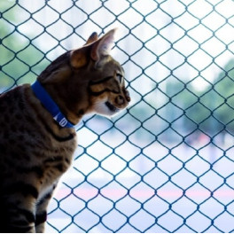 mallas para gatos
